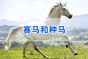 锦州马类动物鉴定